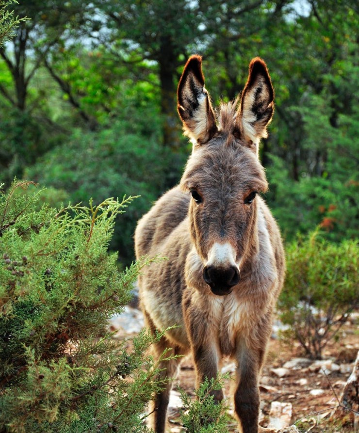 105 AÑOS DE PLATERO Y YO